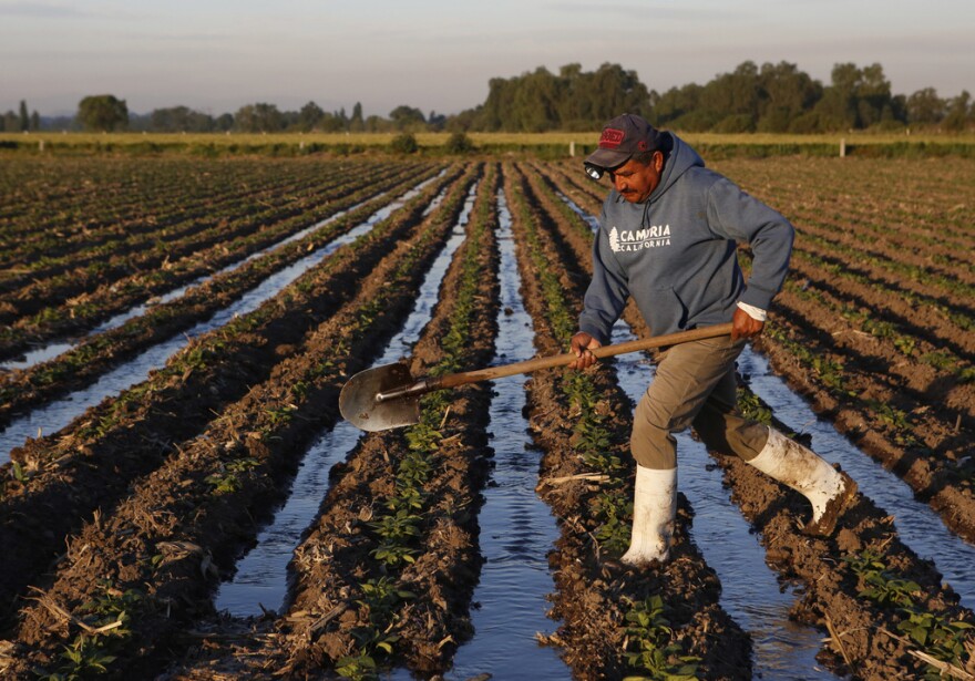 Cosechando Soberanía: Impulsando la Autosuficiencia Alimentaria en México